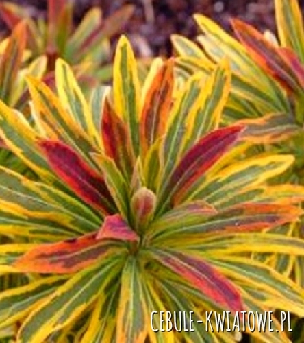 Wilczomlecz Ascot Rainbow 1 szt.