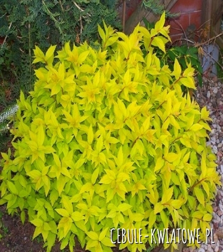 Tawuła Japońska Golden Princess 1 szt.