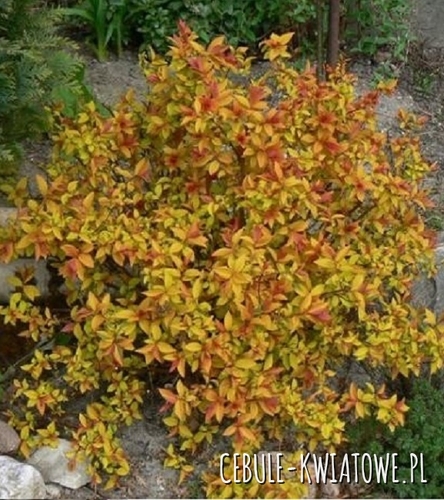 Tawuła Japońska Goldflame 1 szt.