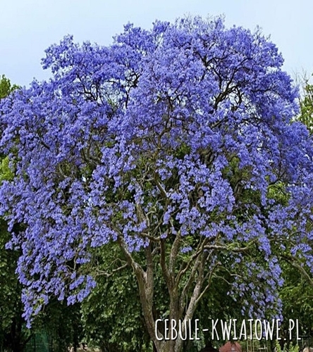 Paulownia Omszona - Drzewko Tlenowe Doniczka 1 szt.