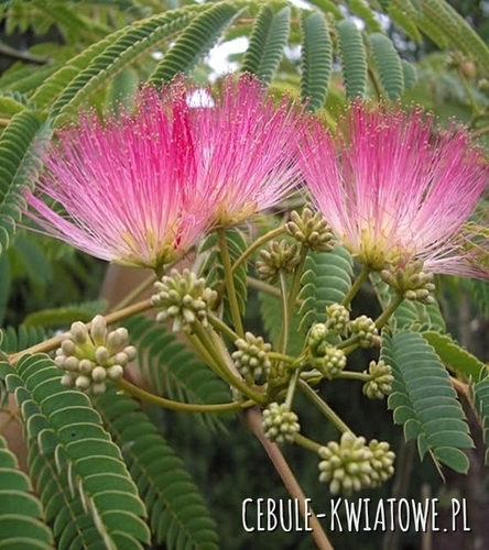 Albicja Jedwabista Doniczka 1 szt.