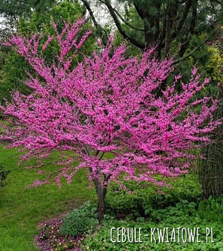 Judaszowiec Kanadyjski Doniczka 1 szt.