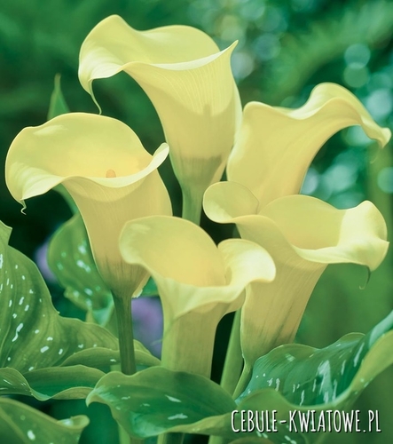 Zantedeschia Kalla Albomaculata 1 szt.