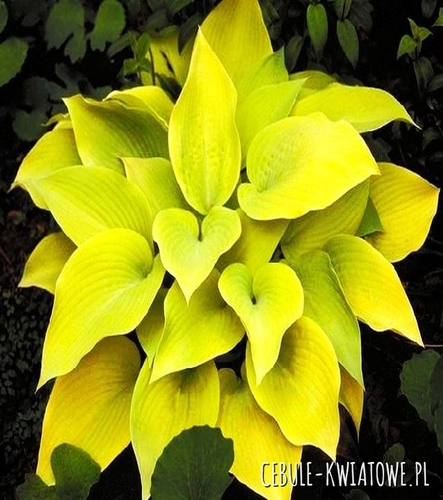 Hosta - Funkia August Moon 1 szt. w doniczce