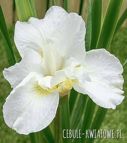 Irys Syberyjski Bellissima 1 szt.