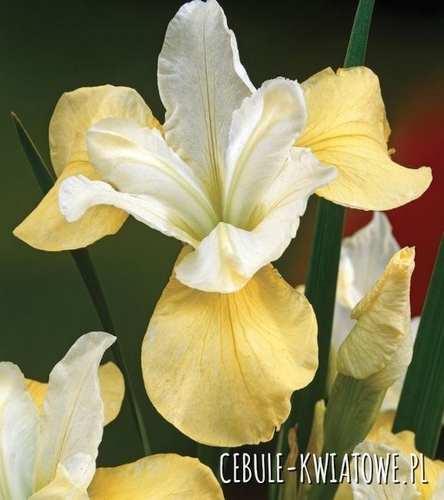 Irys Syberyjski Butter and Sugar 1 szt.