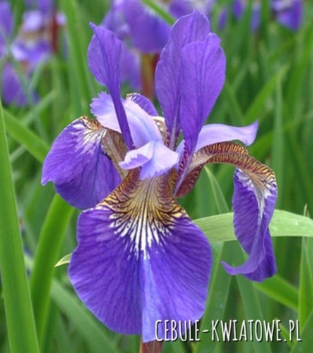 Irys Syberyjski Dancing Nanou 1 szt.