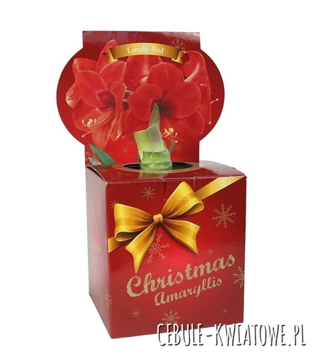 Hippeastrum - Amarylis Red w świątecznym kartoniku 1 szt.