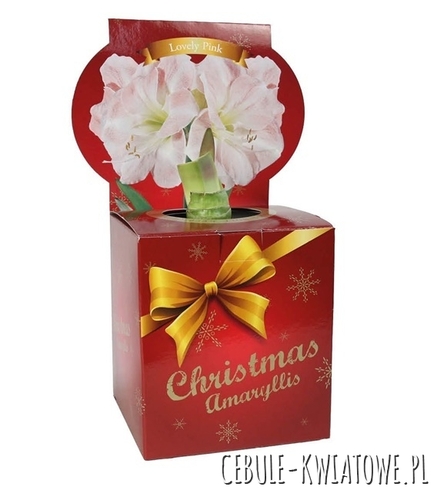 Hippeastrum - Amarylis Pink w świątecznym kartoniku 1 szt.