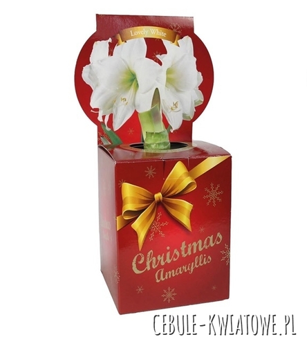 Hippeastrum - Amarylis White w świątecznym kartoniku 1 szt.