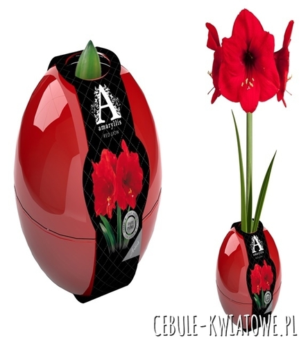 Hippeastrum - Amarylis Czerwony w czerwonej kuli 1 szt.