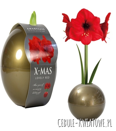 Hippeastrum - Amarylis Czerwony w złotej kuli 1 szt.