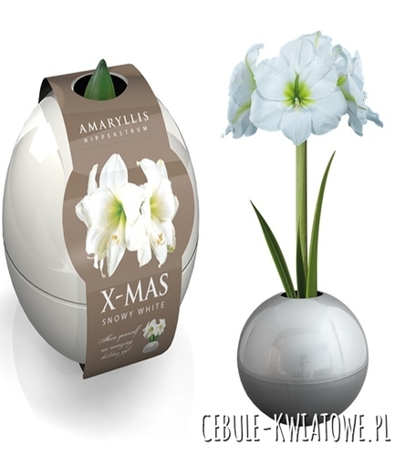 Hippeastrum - Amarylis Biały w Białej kuli 1 szt.