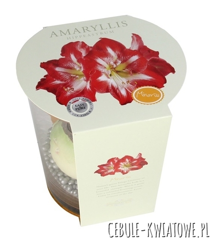 Hippeastrum - Amarylis Minerva w doniczce 1 szt.