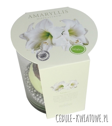 Hippeastrum - Amarylis Intokazi w doniczce 1 szt.