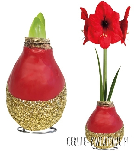 Hippeastrum - Amarylis Woskowany czerwony z brotatem - czerwony kwiat 1 szt.