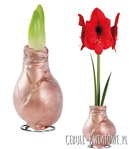 Hippeastrum - Amarylis Woskowany Miedziany - czerwony kwiat 1 szt.