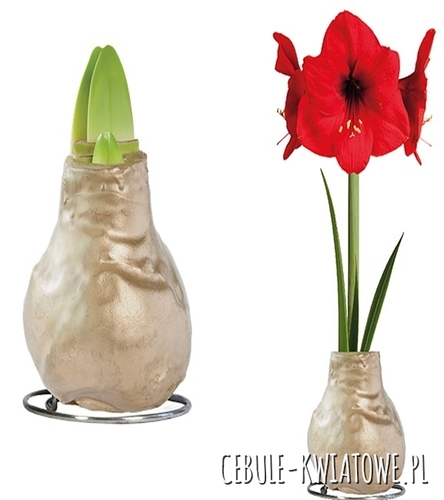 Hippeastrum - Amarylis Woskowany Złoty - czerwony kwiat 1 szt.