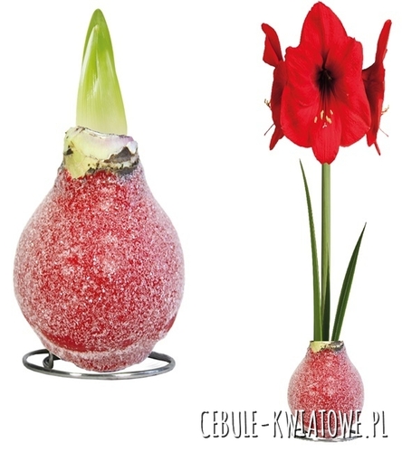 Hippeastrum - Amarylis Woskowany Czerwony z brokatem - czerwony kwiat 1 szt.
