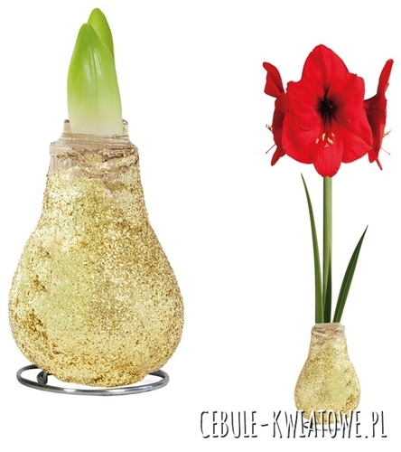 Hippeastrum - Amarylis Woskowany Złoty brokatem - czerwony kwiat 1 szt.