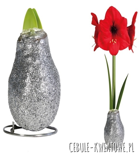 Hippeastrum - Amarylis Woskowany Srebrny brokatem - czerwony kwiat 1 szt.