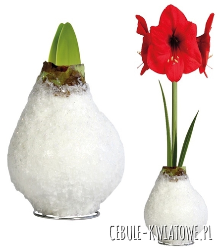 Hippeastrum - Amarylis Woskowany Biały - czerwony kwiat 1 szt.