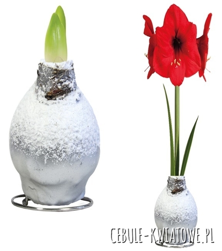 Hippeastrum - Amarylis Woskowany Srebrny z Białą posypką - czerwony kwiat 1 szt.