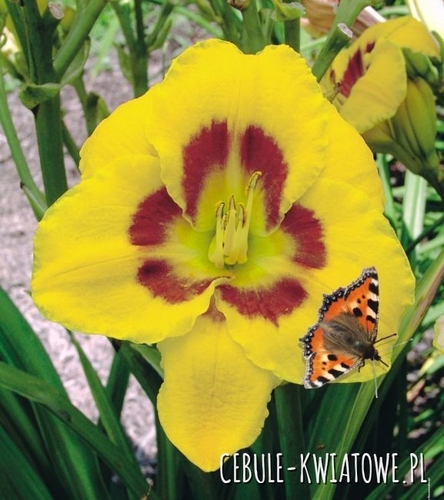 Hemerocallis-Liliowiec King George 1 szt.