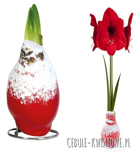 Hippeastrum - Amarylis Woskowany Czerwony z Białą posypką - czerwony kwiat 1 szt