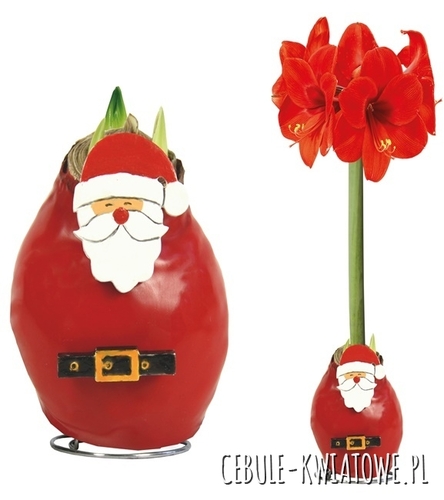 Hippeastrum - Amarylis Woskowany Święty Mikołaj - czerwony kwiat 1 szt