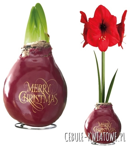 Hippeastrum - Amarylis Woskowany z napisem Merry Christmas - czerwony kwiat 1 sz
