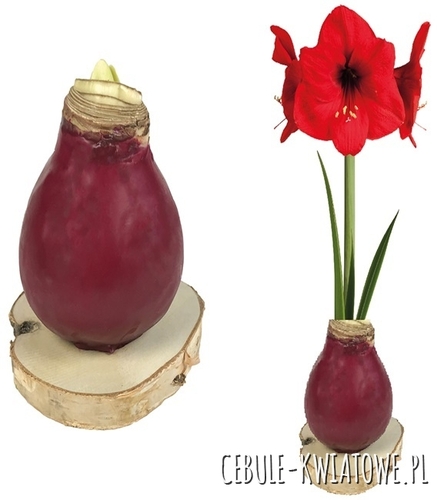 Hippeastrum - Amarylis Woskowany Bordowy na plastrze drewna - czerwony kwiat 1 s