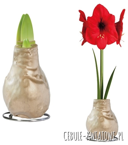 Hippeastrum - Amarylis Woskowany Złoty - czerwony kwiat 1 szt