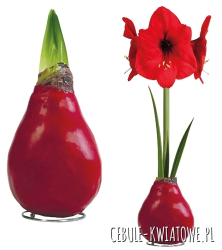 Hippeastrum - Amarylis Woskowany Czerwony - czerwony kwiat 1 szt
