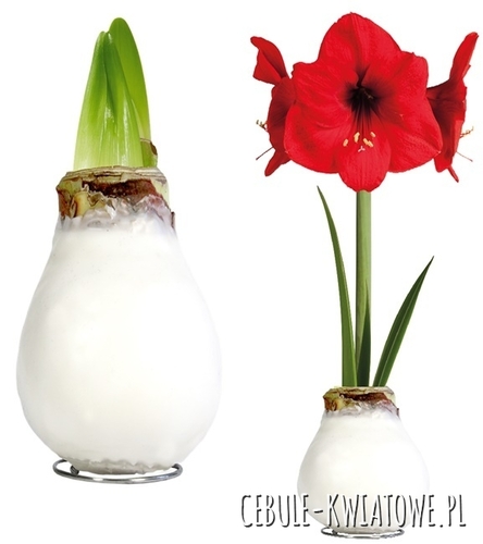 Hippeastrum - Amarylis Woskowany Biały - czerwony kwiat 1 szt