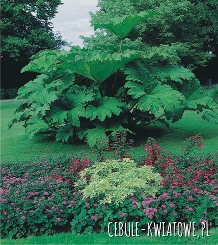 Gunnera Olbrzymia 1 szt.