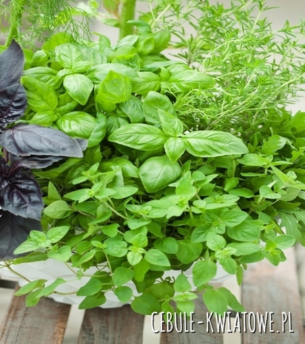 Mieszanka Aromatyczna Kuchnia