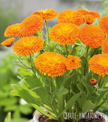 Nagietek Lekarski 100g