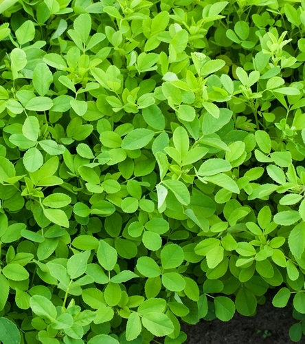 Nostrzyk Biały 100g