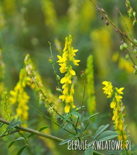 Nostrzyk Lekarski Żółty 100g