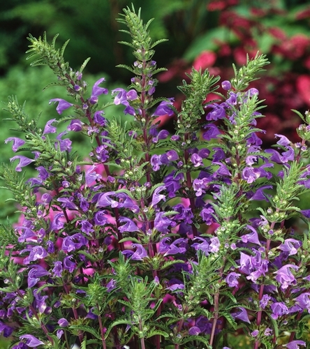 Pszczelnik Mołdawski 100g