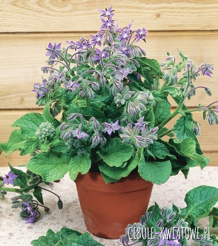 Ogórecznik Lekarski 100g