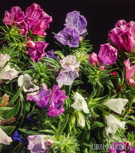 Żmijowiec Babkowaty Mix 100g