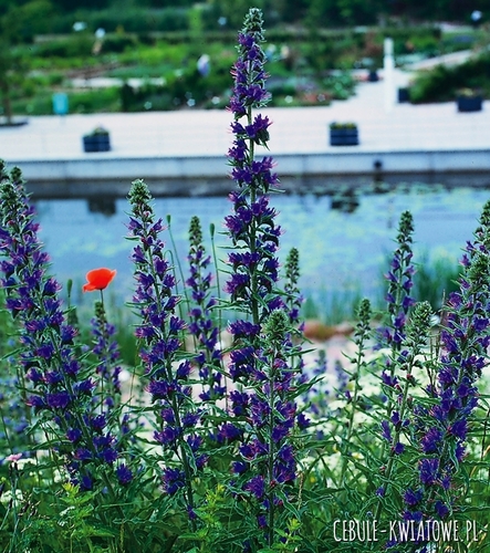 Żmijowiec Zwyczajny 100g