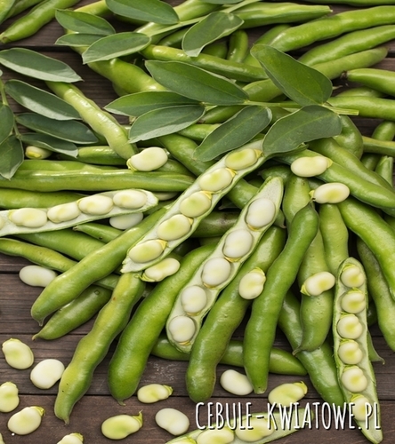 Bób Bartom - średniowczesny