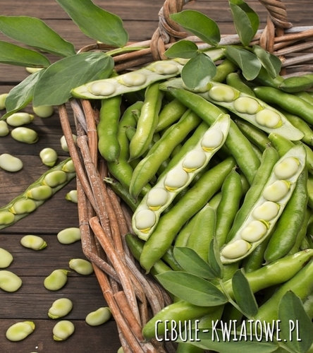 Bób Bizon - Wczesny