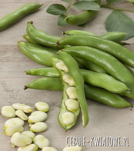 Bób Bartek - Średniowczesny