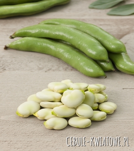 Bób Bolero - Wczesny wyjątkowo duże nasiona