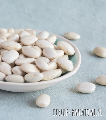 Bób Bonus - średnio wczesny