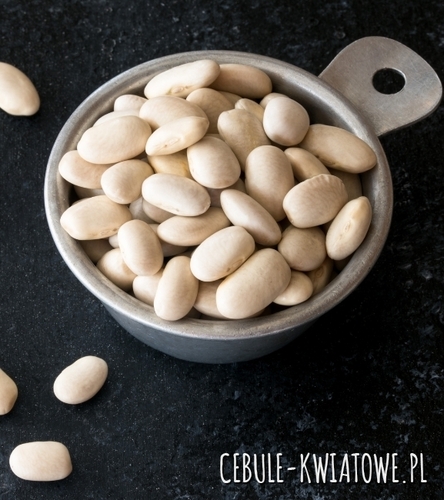 Bób Rambos - okres wegetacji ok. 95 dni